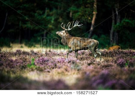 Red Deer Stag Walking In Heath Field During Rutting Season. National Park Hoge Veluwe.