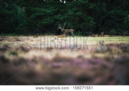 Red Deer Stag Standing Next To Doe In Rutting Season. National Park Hoge Veluwe.