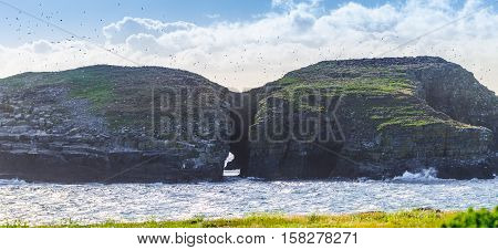 Hundreds of flying birds as sun shines on shadowy bird island in Maberly, Newfoundland.  Ancient rock features natural tunnel & hosts thousands of cormorant, puffins, gulls & other seabirds.