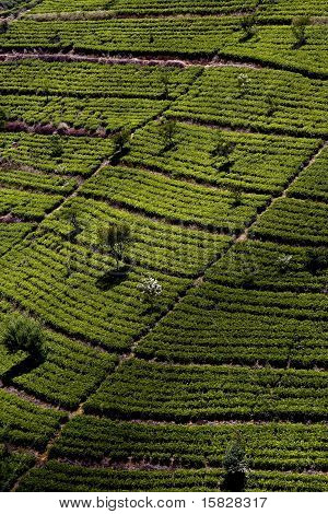 terrasses de té verde en el altiplano de Sri Lanka en gente con plantación de Tee