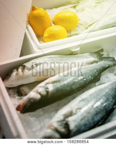 Fresh snook fish ready to be sold - gourmet market - with yellow lemons and clean ice