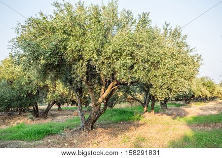 Olive trees garden. Long row of trees on the sky background.