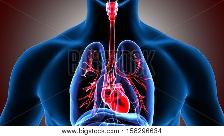 Human Bronchus Anatomy Illustration. 3D rendering system