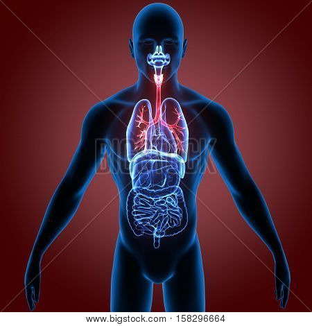 Human Bronchus Anatomy Illustration. 3D rendering system