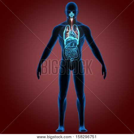 3D rendering Human Respiratory System Illustration system