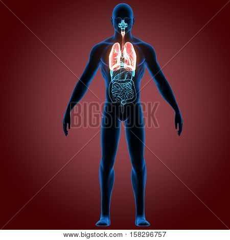3D rendering Human Respiratory System Illustration system
