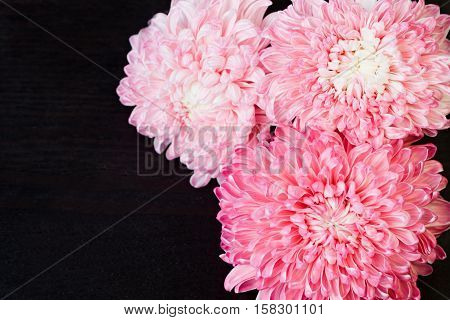 Closeup photo of bright beautiful pink red and white aster flowers on dark wooden table background selective focus