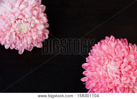 Closeup photo of bright beautiful pink red and white aster flowers on dark wooden table background selective focus