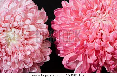 Closeup photo of bright beautiful pink red and white aster flowers on dark background