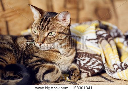 Closeup portrait of cute adorable tabby cat with stripes and yellow green eyes lying on a sofa couch with yellow brown blanket comforter on sunny day