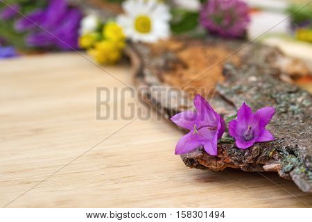 Closeup of violet purple bell-flowers on old wooden bark with rough texture background on a light wooden board card copy space. Selective focus