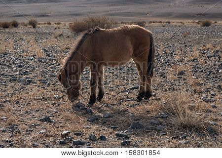 Mongolian Horse In The Mongolia Desert Mountain Steppe