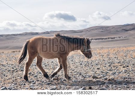 Mongolian Horse In The Mongolia Desert Mountain Steppe