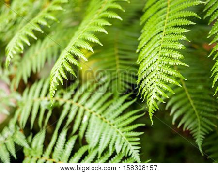 Giant Hare's - Foot, Polynesiam Foot Fern