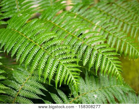Giant Hare's - Foot, Polynesiam Foot Fern