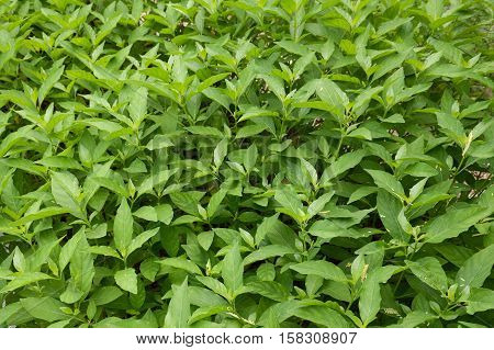 fresh green rhinacanthus nasutus leaves in nature garden