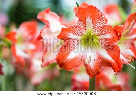 Hippeastrum Amaryllis Red Flowers