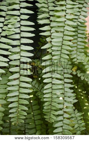 fresh green nephrolepis cordifolia fern in nature garden