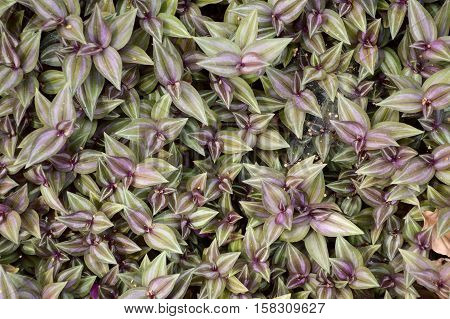 close up tradescantia zebrina plants in nature garden