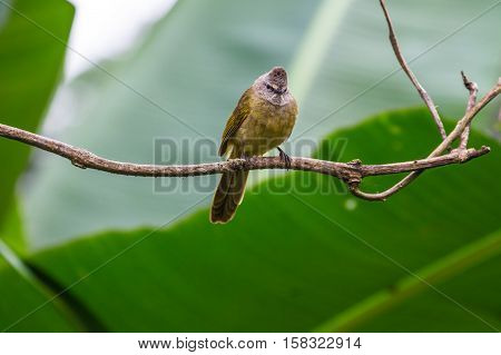 Flavescent Bulbul Species Perch On Branch