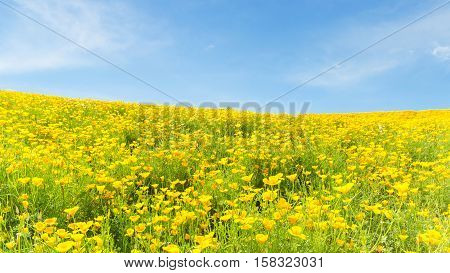 Yellow flower field and blue sky in summer at biei hokkaido japan