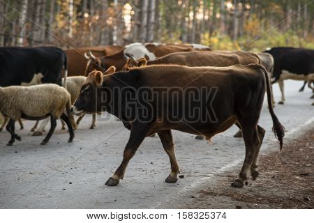 Domestic animals like sheep and cows crossing the road