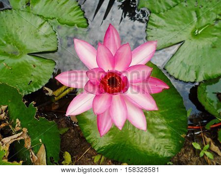 Lotus in nature and vintage vintage style.