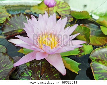 Lotus in nature and vintage vintage style.