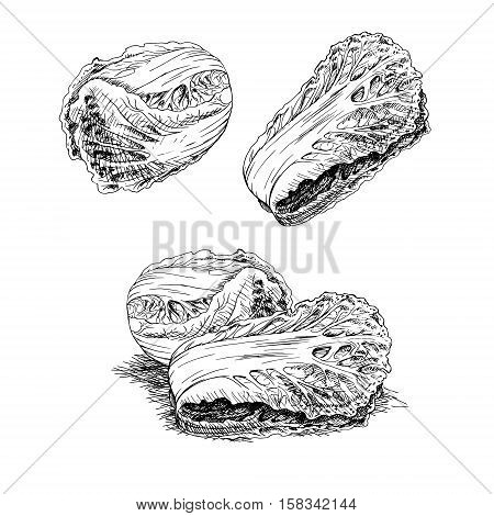 Hand drawn set of chinese cabbage. Retro sketches isolated. Vintage collection. Linear graphic design. Black and white image of vegetables. Vector illustration.