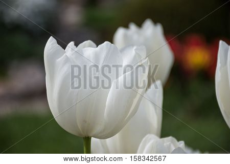 Beautiful White tulip Tulip flower spring Light