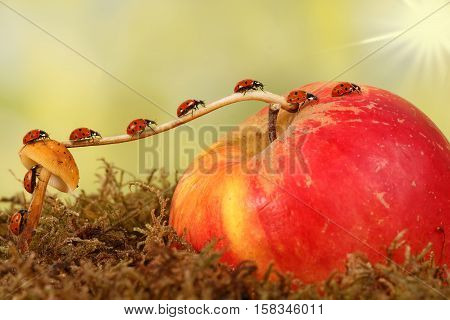 closeup many little ladybugs moves on a branch from fungus on Apple . Animal humor. the concept of movement or migration