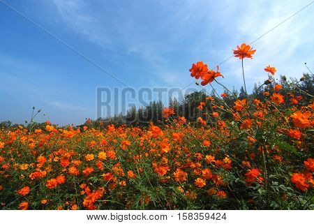 A landscape view of cosmos flower field (farm)