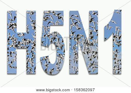Bird influenza H5N1-birds and geese in writing inserted