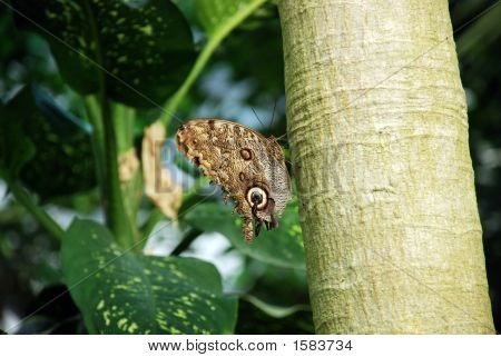 Mariposa