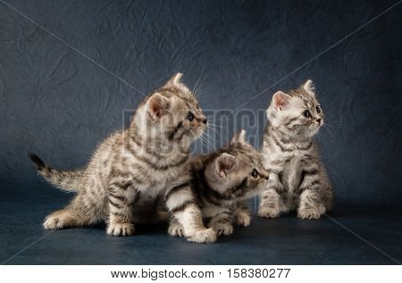Two small striped young kittens scottish stright, sitting on a dark blue background