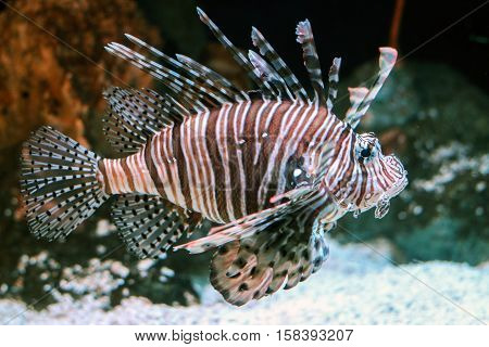 red lionfish in water with beautiful pattern
