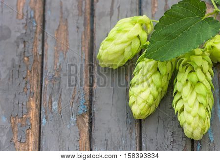 Green hop cones lying on the old wooden painted surface agricultural background
