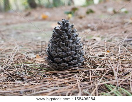 Pine cone lie on pins and needles on the ground.