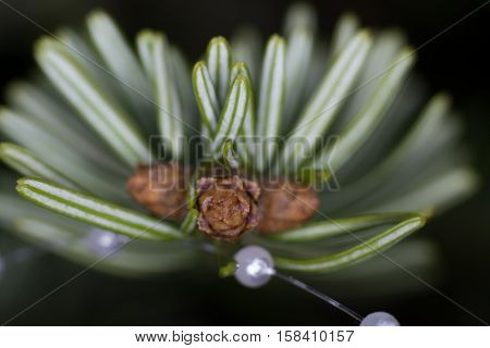 Nordmann fir close-up green-white shoots on young tree