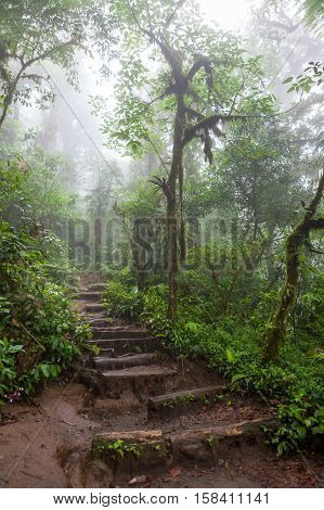 Hiking trail in lush rainforest La Fortuna Costa Rica