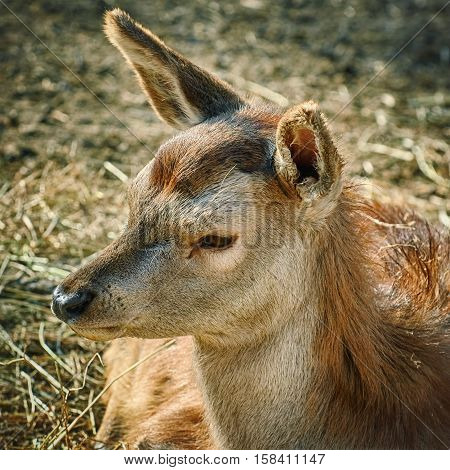 Image of Portrait of Deer without Horns