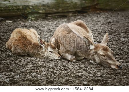 Image of Two Deers Sleeping on the Ground