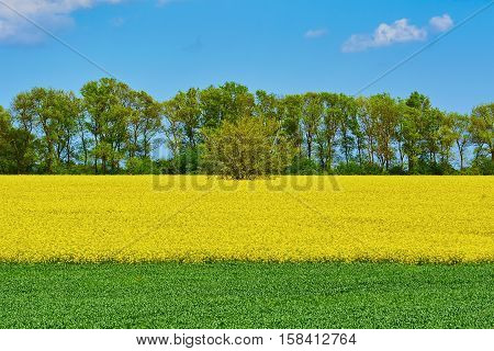Field Of Colza And Wheat