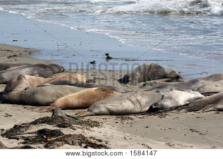 Éléphants de mer