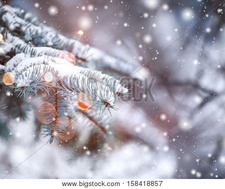 Frosty winter landscape in snowy forest. Pine branches covered with snow in cold winter weather. Christmas background with fir trees and blurred background of winter