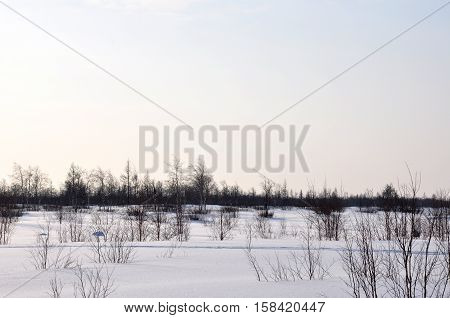 Winter evening and frosty lanskape from North. Naked trees, pines and white snow