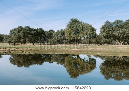 Beautiful scenery of the banks of a river with oak trees reflected in water