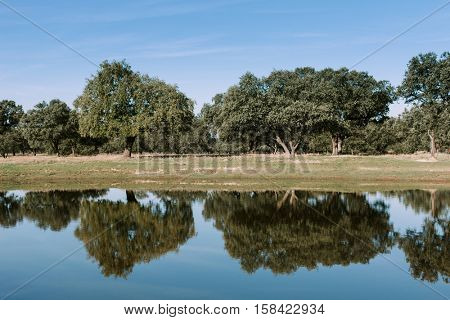 Beautiful scenery of the banks of a river with oak trees reflected in water