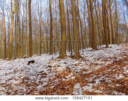 Snowy forest during winter during sunny day