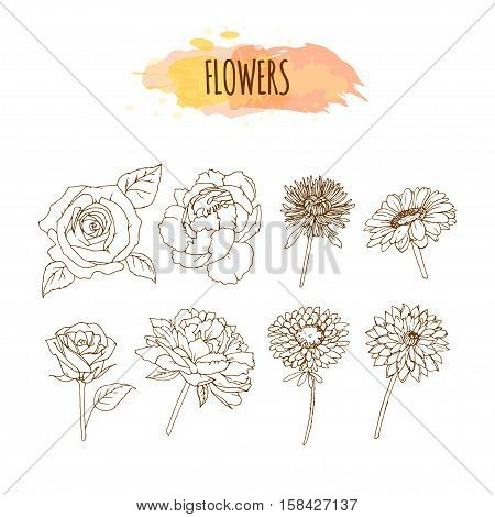 Hand Drawn Flower Set. Floral Illustration. Sketch of Chrysanthemum, Roses, Aster, Camelia, Peony and Dahlia